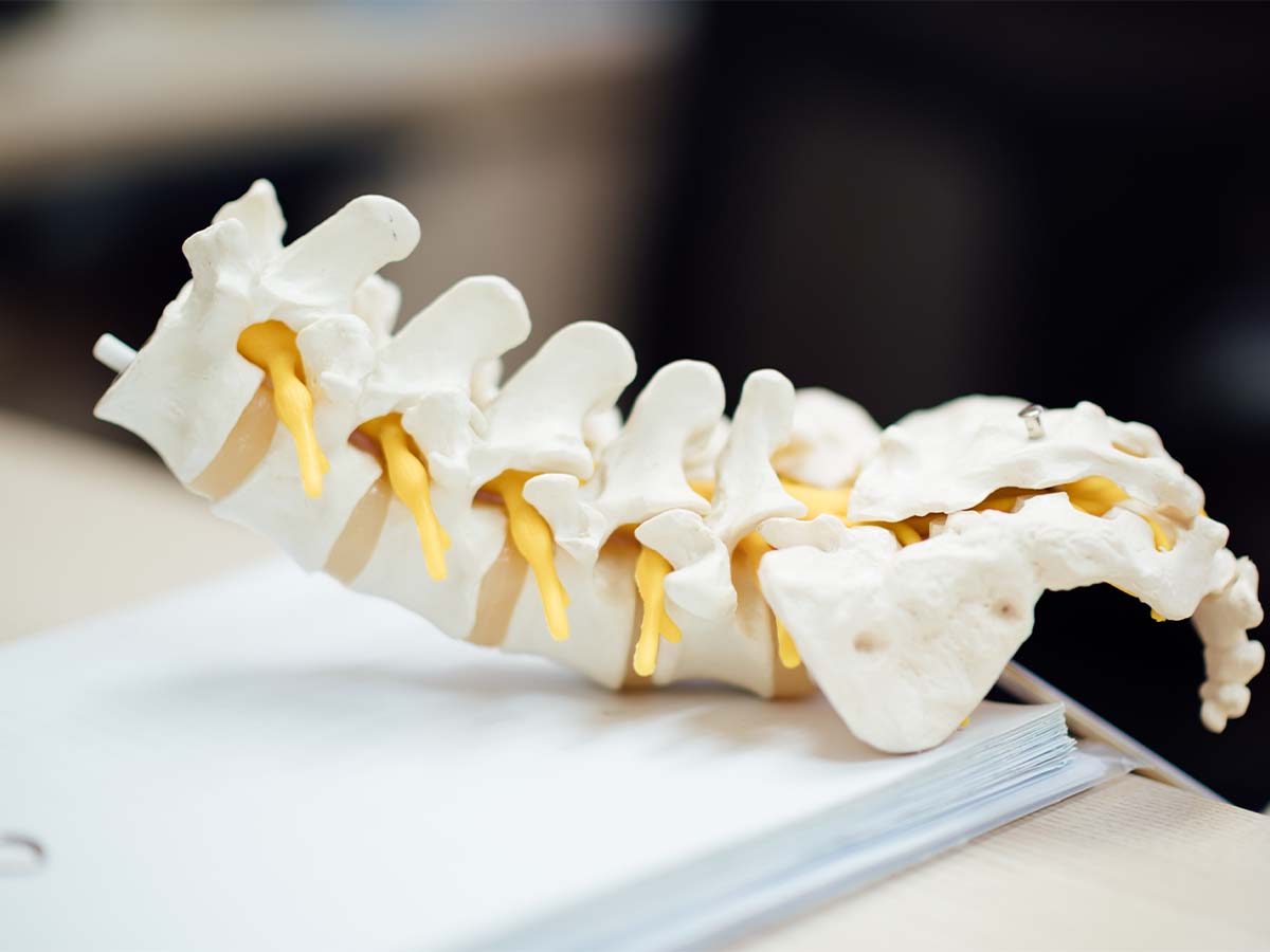 A anatomical model of a spine